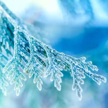 Load image into Gallery viewer, Frosted Juniper 8oz Tin