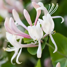 Load image into Gallery viewer, Honeysuckle Jasmine-3 Wick Blown Glass Collection
